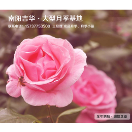 郑州大花月季-吉华月季造型多样-批发大花月季