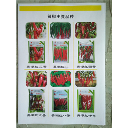 辣椒种子价格鲁红8号-农瑞丰-鲁红8号