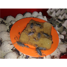 潍坊哪里有人工养殖蝎子多少钱一斤行业*在线为您服务「多图」
