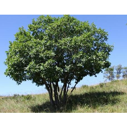 蒙古栎种植基地_平盛苗圃_出售蒙古栎种植基地