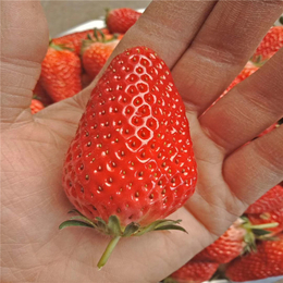 广西草莓苗|双湖园艺(在线咨询)|草莓苗批发基地