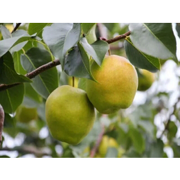 洛川苹果、景盛果业、洛川苹果厂家