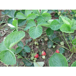泰安草莓苗、建德草莓苗、草莓苗批发基地