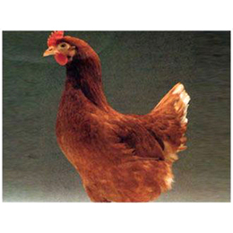临沂京粉一号鸡苗、华帅青年鸡就是好、京粉一号鸡苗养殖场