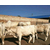 忻州肉牛养殖场|富贵肉牛养殖|忻州肉牛缩略图1