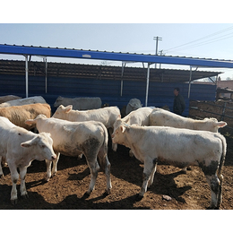 忻州肉牛|富贵肉牛养殖|忻州肉牛养殖基地