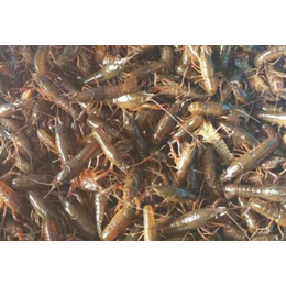 龙虾养殖技术|龙虾|武汉裕农