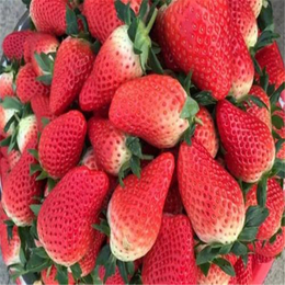白雪公主草莓苗|抚州草莓苗|双湖园艺(多图)