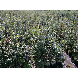 两年生蓝莓苗批发报价,泰安开发区蓝丰园艺场
