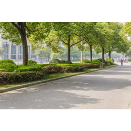 公路行道树价格|武汉农梦达生物|江夏行道树
