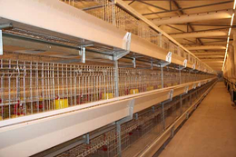 养殖鸭笼厂家-朝阳养殖鸭笼-方圆养殖设备(查看)