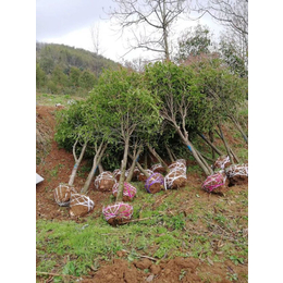 桂花树种植批发、百佳园林绿化(在线咨询)、咸宁桂花树种植