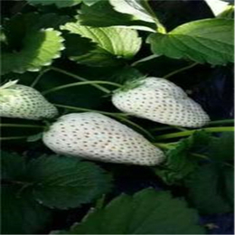 建德草莓苗|鄂尔多斯草莓苗|草莓秧