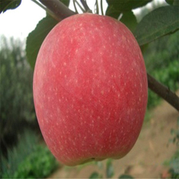 黑龙江红富士苹果苗哪里有卖阳光玫瑰葡萄苗价格