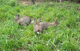 定西野兔-锦腾养殖场-纯种野兔种兔