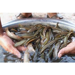 泥鳅养殖选料精良|泥鳅养殖|鑫渔圣生态(图)