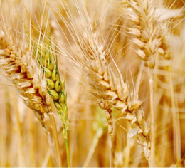 哪里收购小麦-汉光现代农业(在线咨询)-通化收购小麦