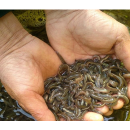 出售台湾泥鳅苗多少钱-乾发泥鳅繁育-周口出售台湾泥鳅苗