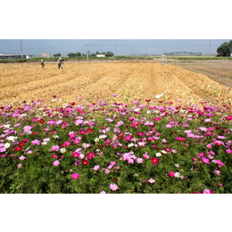 甘肃花海,花海设计,南京巴山洛水(推荐商家)