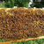 蜜蜂出售,贵州蜂盛,蜜蜂出售公司缩略图1