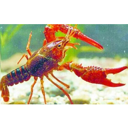 武汉农科大(图)-龙虾养殖技术-孝感龙虾养殖