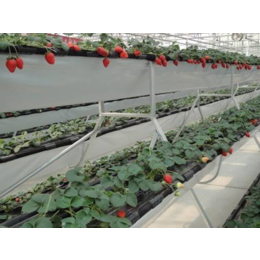 四川观光园草莓种植槽-草莓蔬菜种植槽-特价优惠