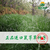 鼠茅草种植技术丨鼠茅草种子丨果园除草丨嘉禾源硕缩略图2