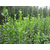 亿发园林(多图)|2米北海道黄杨供应|2米北海道黄杨缩略图1