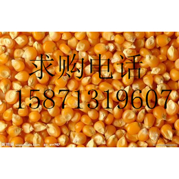 湖北旺川饲料厂求购二等玉米高粱大豆荞麦缩略图