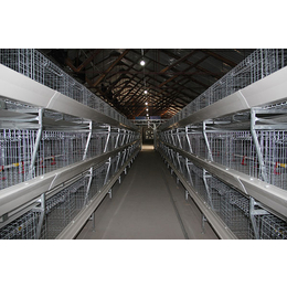 全自动蛋鸡养殖设备|温州养殖设备|方圆鸭笼(查看)