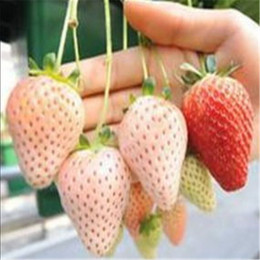 奶油草莓苗|阜新草莓苗|双湖园艺(查看)