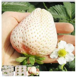 安徽草莓苗|双湖园艺|奶油草莓苗