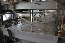 养殖设备生产厂家-葫芦岛养殖设备-方圆笼具(查看)