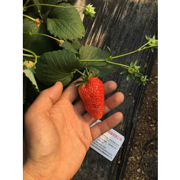法兰地草莓苗多少钱一株、珠海法兰地草莓苗、乾纳瑞(在线咨询)