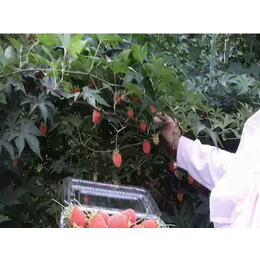 四季红树莓苗培植|四季红树莓苗|蓝丰园艺场(查看)