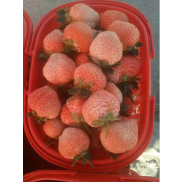 ****草莓苗|乾纳瑞农业科技欢迎您|草莓苗