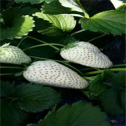 双湖园艺(在线咨询),巴彦淖尔草莓苗,奶油草莓苗
