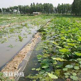 防渗膜热复合膜、包头防渗膜、森泰环保