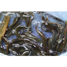 关于龙虾养殖,武汉农科大(在线咨询),龙虾养殖