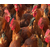红玉公鸡养殖厂-金兴黑斑蛙养殖(在线咨询)-红玉公鸡缩略图1