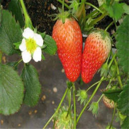 法兰地草莓苗管理方法,朔州法兰地草莓苗,双湖园艺(图)