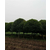 骏达园艺|1.7米高杆桂花树基地|泸州1.7米高杆桂花树缩略图1