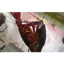 武汉农科大(图)|大龙虾养殖技术|宜昌龙虾养殖