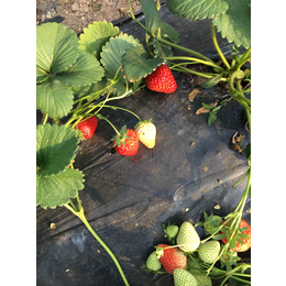 巧克力草莓苗|乾纳瑞农业|阿勒泰地区草莓苗