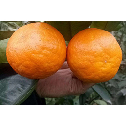 阿斯蜜柑橘品种来源及阿斯蜜柑橘糖度缩略图
