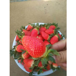 阿克苏地区草莓苗|乾纳瑞农业|佐贺清香草莓苗