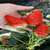 淮南法兰地草莓苗|双湖园艺(图)|法兰地草莓苗批发市场缩略图1