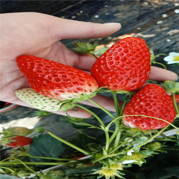 淮南法兰地草莓苗|双湖园艺(图)|法兰地草莓苗批发市场