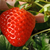 商丘法兰地草莓苗,双湖园艺(图),法兰地草莓苗价格缩略图1