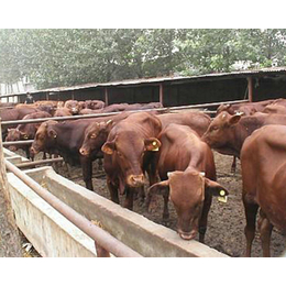 利木赞牛养殖基地、内蒙古利木赞牛、富贵肉牛养殖